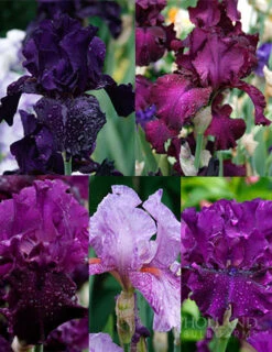 Menu Waves Of Purple Bearded Iris Collection