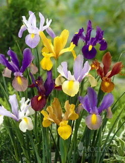 Menu Simple Deer Resistant Garden Collection -Holland Bulb Farms 85210 mixed tall dutch iris 1