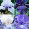 Menu Cool Blue Bearded Iris Collection -Holland Bulb Farms 85214 cool blue bearded iris collection
