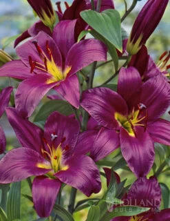 Menu Orienpet Lily Collection -Holland Bulb Farms 86101 purple prince orienpet lily 1