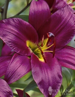 Menu Orienpet Lily Collection -Holland Bulb Farms 86101 purple prince orienpet lily 2