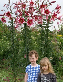 Menu Orienpet Lily Collection -Holland Bulb Farms 86102 garden pleasure orienpet lily 3