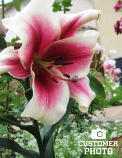 Menu Orienpet Lily Collection -Holland Bulb Farms 86102 garden pleasure orienpet lily 4