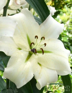 Menu Orienpet Lily Collection -Holland Bulb Farms 86103 pretty woman orienpet lily 2