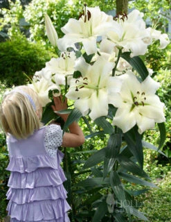 Menu Orienpet Lily Collection -Holland Bulb Farms 86103 pretty woman orienpet lily