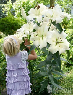 Menu Orienpet Lily Collection -Holland Bulb Farms 86104 orienpet lily collection 4