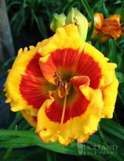 Menu Beginner Daylily Collection -Holland Bulb Farms 86107 brookwood lee causey daylily