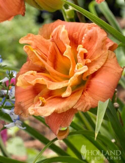 Menu Frenzy Of Pink Daylily Collection -Holland Bulb Farms 86108 congo coral daylily 2