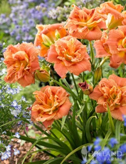 Menu Frenzy Of Pink Daylily Collection -Holland Bulb Farms 86108 congo coral daylily 3