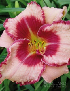 Menu Frenzy Of Pink Daylily Collection -Holland Bulb Farms 86109 dare to love daylily 1