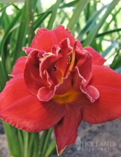Menu Beginner Daylily Collection -Holland Bulb Farms 86110 fires of fuji daylily
