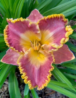 Menu Fancy Frills Daylily Collection -Holland Bulb Farms 86111 1