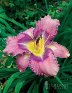Menu Fancy Frills Daylily Collection -Holland Bulb Farms 86112 mildred mitchell daylily