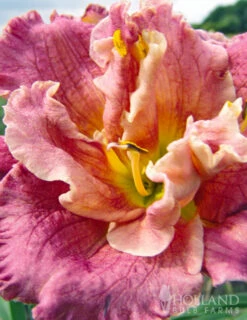 Menu Frenzy Of Pink Daylily Collection -Holland Bulb Farms 86113 over the top daylily