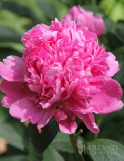 Menu Peony Cutting Garden Collection -Holland Bulb Farms 86126 plena rosea peony 2