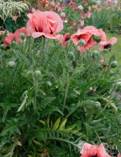 Menu Dynamic Oriental Poppy Collection 8 Menu Dynamic Oriental Poppy Collection -Holland Bulb Farms 86127 mrs perry oriental poppy 2