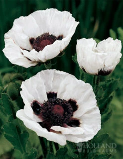 Menu Perennial Mix Collection -Holland Bulb Farms 86128 perrys white oriental poppy