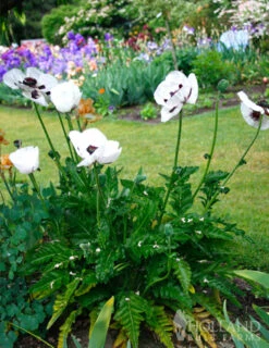 Menu Perennial Mix Collection -Holland Bulb Farms 86128 perrys white oriental poppy 3