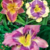 Menu Fancy Frills Daylily Collection 1 Menu Fancy Frills Daylily Collection -Holland Bulb Farms 86138 fancy frills daylily collection