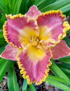 Menu Fancy Frills Daylily Collection -Holland Bulb Farms 86138 fancy frills daylily collection 3