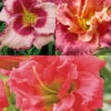 Menu Frenzy Of Pink Daylily Collection -Holland Bulb Farms 86139 frenzy of pink daylily collection
