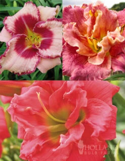 Menu Frenzy Of Pink Daylily Collection