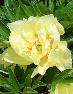 Menu Peony Cutting Garden Collection -Holland Bulb Farms 86169 bartzella itoh hybrid peony 2