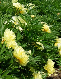 Menu Peony Cutting Garden Collection -Holland Bulb Farms 86169 bartzella itoh hybrid peony 3