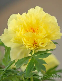 Menu Peony Cutting Garden Collection -Holland Bulb Farms 86169 bartzella itoh hybrid peony 5