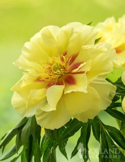 Menu Peony Cutting Garden Collection -Holland Bulb Farms 86169 bartzella itoh hybrid peony 7