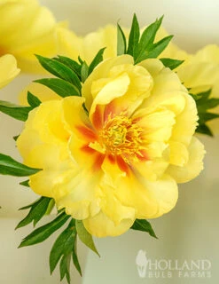 Menu Peony Cutting Garden Collection -Holland Bulb Farms 86169 bartzella itoh hybrid peony 8