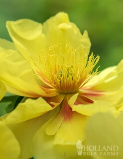 Menu Peony Cutting Garden Collection -Holland Bulb Farms 86169 bartzella itoh hybrid peony 9