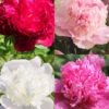 Menu Fragrant Peony Collection -Holland Bulb Farms 86174 fragrant peony collection