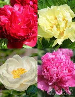 Menu Peony Cutting Garden Collection