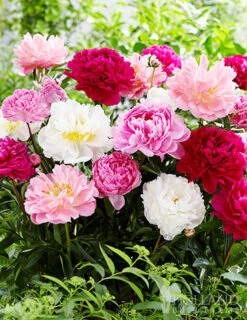 Menu Perennial Mix Collection -Holland Bulb Farms 86176 lactiflora peony mix