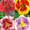 Menu Beginner Daylily Collection -Holland Bulb Farms 86199 beginner daylily collection