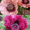 Menu Dynamic Oriental Poppy Collection -Holland Bulb Farms 86202 dynamic poppy collection