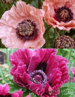 Menu Dynamic Oriental Poppy Collection