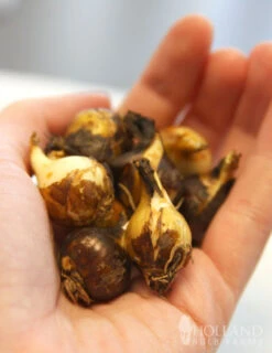 Menu Fragrant Mix Collection -Holland Bulb Farms 87101 camassia 2