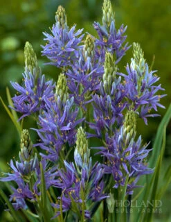 Menu Fragrant Mix Collection -Holland Bulb Farms 87101 camassia