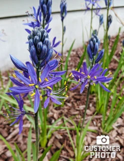 Menu Fragrant Mix Collection -Holland Bulb Farms 87101 cammassia wild hyacinth