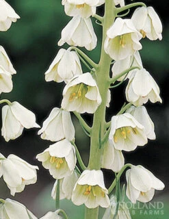 Menu Bloomin Bells Duo Collection 15 Menu Bloomin Bells Duo Collection -Holland Bulb Farms 87103 ivory bells fritillaria 2 1