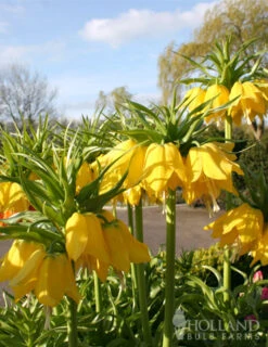 Menu Frantic For Fritillaria Collection -Holland Bulb Farms 87104 lutea yellow fritillaria 2