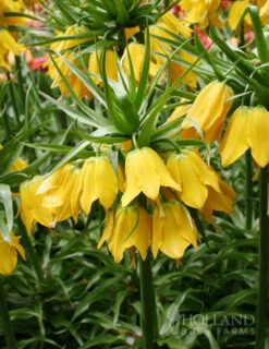 Menu Frantic For Fritillaria Collection -Holland Bulb Farms 87104 lutea yellow fritillaria
