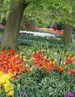 Menu Frantic For Fritillaria Collection -Holland Bulb Farms 87104 lutea yellow fritillaria 3