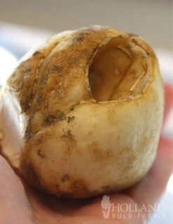 Menu Frantic For Fritillaria Collection -Holland Bulb Farms 87104 lutea yellow fritillaria 4