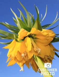 Menu Frantic For Fritillaria Collection -Holland Bulb Farms 87104 lutea yellow fritillaria 5