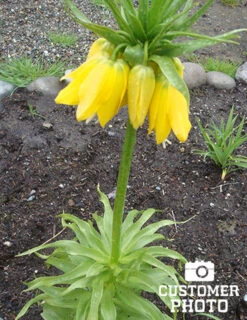 Menu Frantic For Fritillaria Collection -Holland Bulb Farms 87104 lutea yellow fritillaria 6