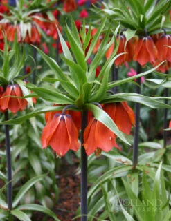 Menu Frantic For Fritillaria Collection -Holland Bulb Farms 87106 rubra red fritillaria