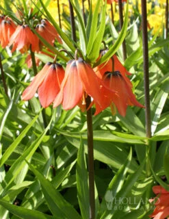 Menu Orange Ovation Collection -Holland Bulb Farms 87107 aurora orange fritillaria 1
